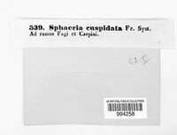 Sphaeria cuspidata image